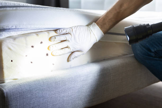 Best Mosquito Control Services  in Rio Rancho Estates, NM