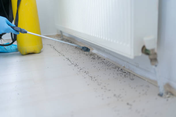 Reliable Rio Rancho Estates, NM Pest Control Solutions
